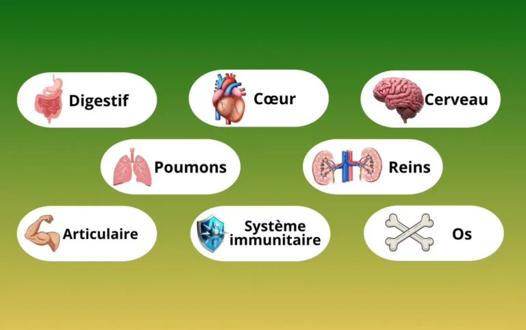 Thé PATRIARCHE, le bouclier naturel de vos organes vitaux